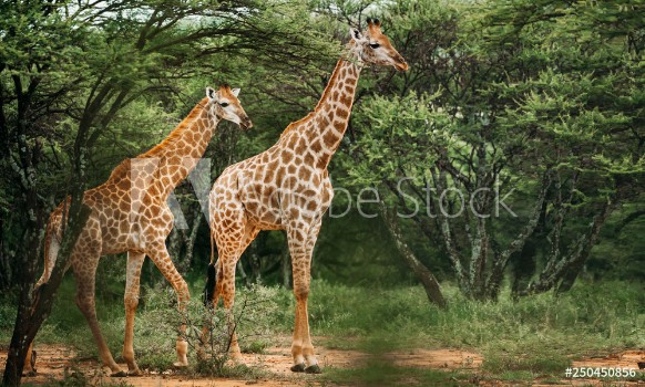 Picture of A pair of giraffe walking through the trees in the bush in a national park in South Africa